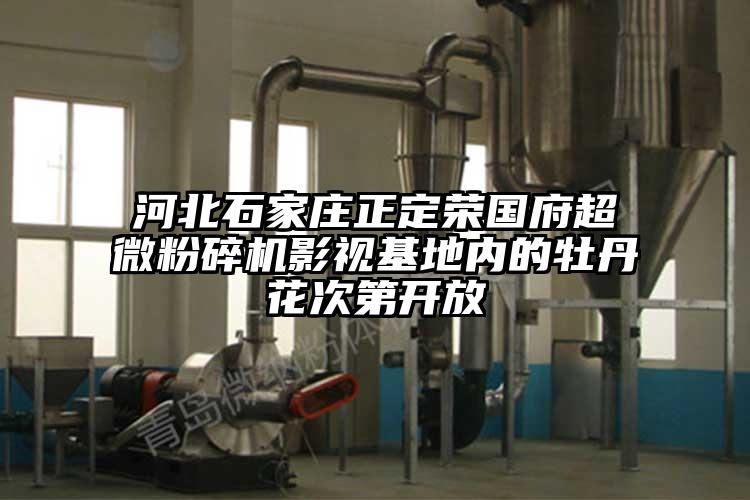 河北石家莊正定榮國府超微蘑菇TV官方在线观看影視基地內的牡丹花次第開放