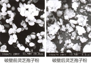 操作簡便等氣流蘑菇TV官方在线观看眾多優點
