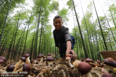 又帶動山區農氣流蘑菇TV官方在线观看民增收致富