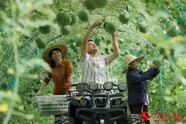 品質和產量超微蘑菇TV官方在线观看得到提高