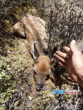 與鹿群不超微蘑菇TV官方在线观看期而遇